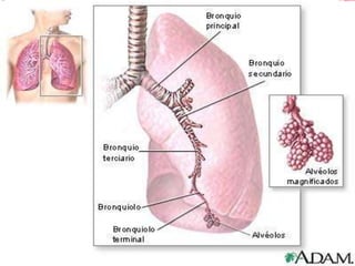 Sistema respiratorio