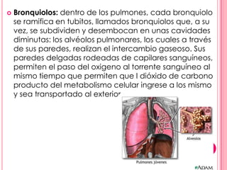    Bronquiolos: dentro de los pulmones, cada bronquiolo
    se ramifica en tubitos, llamados bronquiolos que, a su
    vez, se subdividen y desembocan en unas cavidades
    diminutas: los alvéolos pulmonares, los cuales a través
    de sus paredes, realizan el intercambio gaseoso. Sus
    paredes delgadas rodeadas de capilares sanguíneos,
    permiten el paso del oxigeno al torrente sanguíneo al
    mismo tiempo que permiten que l dióxido de carbono
    producto del metabolismo celular ingrese a los mismo
    y sea transportado al exterior.
 