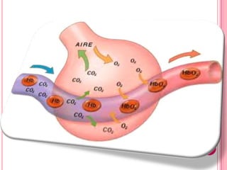 Sistema respiratorio