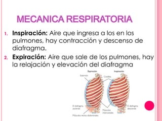 MECANICA RESPIRATORIA
1.   Inspiración: Aire que ingresa a los en los
     pulmones, hay contracción y descenso de
     diafragma.
2.   Expiración: Aire que sale de los pulmones, hay
     la relajación y elevación del diafragma
 