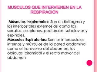 MUSCULOS QUE INTERVIENEN EN LA
        RESPIRACION

 Músculos inspiratorios: Son el diafragma y
los intercostales externos así como los
serratos, escalenos, pectorales, subclavios y
espinales.
Músculos Espiratorios: Son los intercostales
internos y músculos de la pared abdominal
como el transverso del abdomen, los
oblicuos, piramidal y el recto mayor del
abdomen
 