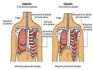 Sistema respiratorio