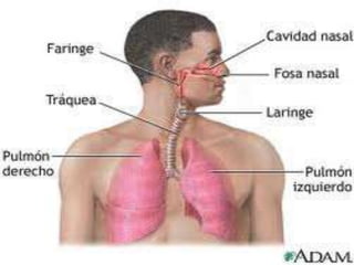 Sistema respiratorio