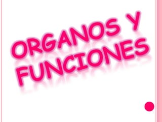 Sistema respiratorio