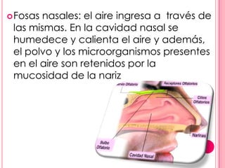  Fosas nasales: el aire ingresa a través de
 las mismas. En la cavidad nasal se
 humedece y calienta el aire y además,
 el polvo y los microorganismos presentes
 en el aire son retenidos por la
 mucosidad de la nariz
 