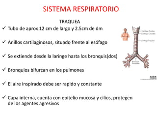 SISTEMA RESPIRATORIO
                         TRAQUEA
 Tubo de aprox 12 cm de largo y 2.5cm de dm

 Anillos cartilaginosos, situado frente al esófago

 Se extiende desde la laringe hasta los bronquis(dos)

 Bronquios bifurcan en los pulmones

 El aire inspirado debe ser rapido y constante

 Capa interna, cuenta con epitelio mucosa y cilios, protegen
  de los agentes agresivos
 