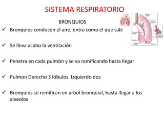 SISTEMA RESPIRATORIO
                      BRONQUIOS
 Bronquios conducen el aire, entra como el que sale

 Se lleva acabo la ventilación

 Penetra en cada pulmón y se va ramificando hasta llegar

 Pulmon Derecho 3 lóbulos. Izquierdo dos

 Bronquios se remifican en arbol bronquial, hasta llegar a los
  alveolos
 