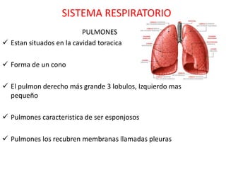 SISTEMA RESPIRATORIO
                          PULMONES
 Estan situados en la cavidad toracica

 Forma de un cono

 El pulmon derecho más grande 3 lobulos, Izquierdo mas
  pequeño

 Pulmones caracteristica de ser esponjosos

 Pulmones los recubren membranas llamadas pleuras
 
