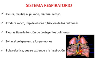 SISTEMA RESPIRATORIO
 Pleura, recubre al pulmon, material seroso

 Produce moco, impide el roce o fricción de los pulmones

 Pleuras tiene la función de proteger los pulmones

 Evitar el colapso entre los pulmones

 Bolsa elastica, que se extiende a la inspiración
 