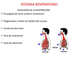 SISTEMA RESPIRATORIO
              FISIOLOGÍA DE LA RESPIRACIÓN
 Encargada de llevar acabo la ventilación

 Oxigenaxión a todos los tejidos del cuerpo

 Consta de dos fases

 Fase de Inspiración

 Fase de espiración
 
