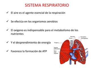 SISTEMA RESPIRATORIO
 El aire es el agente esencial de la respiración

 Se efectúa en los organismos aerobios

 El oxigeno es indispensable para el metabolismo de los
  nutrientes

 Y el desprendimiento de energía

 Favorece la formación de ATP
 
