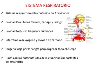SISTEMA RESPIRATORIO
 Sistema respiratorio esta contenido en 2 cavidades

 Cavidad Oral: Fosas Nasales, Faringe y laringe

 Cavidad torácica: Tráquea y pulmones

 Intercambio de oxigeno y dióxido de carbono

 Oxigeno viaja por la sangre para oxigenar todo el cuerpo

 Junto con los nutrientes dos de las funciones importantes
  del organismo
 