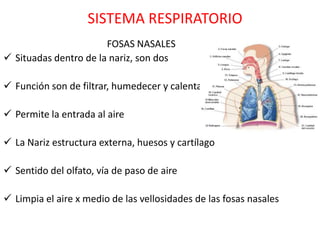 SISTEMA RESPIRATORIO
                       FOSAS NASALES
 Situadas dentro de la nariz, son dos

 Función son de filtrar, humedecer y calentar el aire

 Permite la entrada al aire

 La Nariz estructura externa, huesos y cartílago

 Sentido del olfato, vía de paso de aire

 Limpia el aire x medio de las vellosidades de las fosas nasales
 