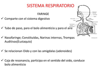 SISTEMA RESPIRATORIO
                         FARINGE
 Comparte con el sistema digestivo

 Tubo de paso, para el bolo alimenticio y para el aire

 Nasofaringe; Constituidas, Narinas internas, Trompas
  Auditivas(Eustaquio)

 Se relacionan Oido y con las amigdalas (adenoides)

 Caja de resonancia, participa en el sentido del oido, conduce
  bolo alimenticio
 