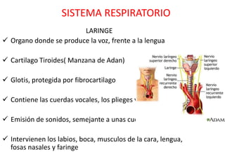 SISTEMA RESPIRATORIO
                        LARINGE
 Organo donde se produce la voz, frente a la lengua

 Cartilago Tiroides( Manzana de Adan)

 Glotis, protegida por fibrocartilago

 Contiene las cuerdas vocales, los plieges vibran

 Emisión de sonidos, semejante a unas cuerdas

 Intervienen los labios, boca, musculos de la cara, lengua,
  fosas nasales y faringe
 