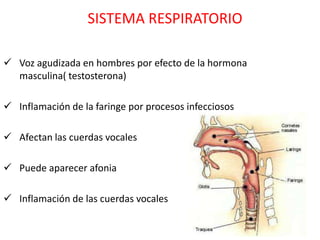 SISTEMA RESPIRATORIO

 Voz agudizada en hombres por efecto de la hormona
  masculina( testosterona)

 Inflamación de la faringe por procesos infecciosos

 Afectan las cuerdas vocales

 Puede aparecer afonia

 Inflamación de las cuerdas vocales
 
