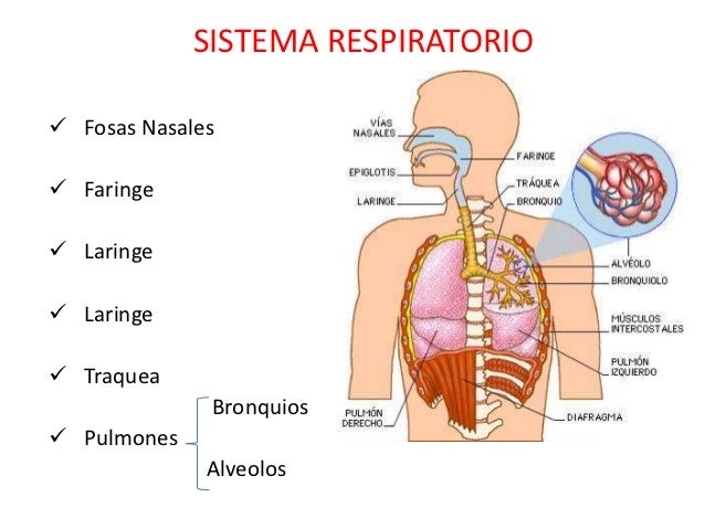 Sistema respiratorio