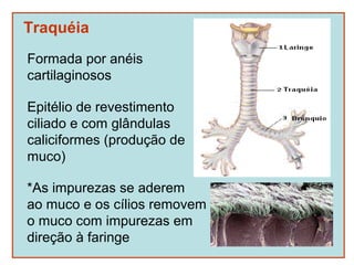 Traquéia
Formada por anéis
cartilaginosos

Epitélio de revestimento
ciliado e com glândulas
caliciformes (produção de
muco)

*As impurezas se aderem
ao muco e os cílios removem
o muco com impurezas em
direção à faringe
 
