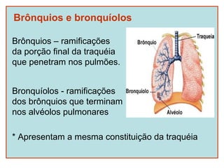 Brônquios e bronquíolos

Brônquios – ramificações
da porção final da traquéia
que penetram nos pulmões.


Bronquíolos - ramificações
dos brônquios que terminam
nos alvéolos pulmonares

* Apresentam a mesma constituição da traquéia
 