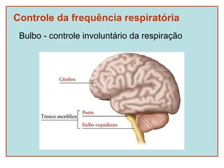 Controle da frequência respiratória
 Bulbo - controle involuntário da respiração
 