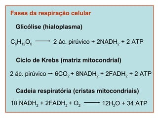 Fases da respiração celular

  Glicólise (hialoplasma)

C6H12O6          2 ác. pirúvico + 2NADH2 + 2 ATP


  Ciclo de Krebs (matriz mitocondrial)

2 ác. pirúvico   6CO2 + 8NADH2 + 2FADH2 + 2 ATP

  Cadeia respiratória (cristas mitocondriais)

10 NADH2 + 2FADH2 + O2           12H2O + 34 ATP
 