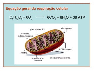 Equação geral da respiração celular

  C6H12O6 + 6O2        6CO2 + 6H2O + 38 ATP
 