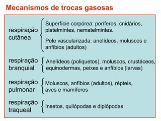 Mecanismos de trocas gasosas

             Superfície corpórea: poríferos, cnidários,
respiração   platelmintes, nematelmintes.
cutânea      Pele vascularizada: anelídeos, moluscos e
             anfíbios (adultos)

respiração   Anelídeos (poliquetos), moluscos, crustáceos,
branquial    equinodermas, peixes e anfíbios (larvas)

respiração   Moluscos, anfíbios (adultos), répteis,
pulmonar     aves e mamíferos

respiração
             Insetos, quilópodas e diplópodas
traqueal
 