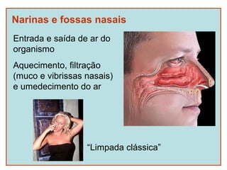 Narinas e fossas nasais
Entrada e saída de ar do
organismo
Aquecimento, filtração
(muco e vibrissas nasais)
e umedecimento do ar




                  “Limpada clássica”
 
