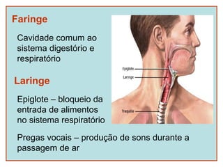 Faringe
 Cavidade comum ao
 sistema digestório e
 respiratório

Laringe
 Epiglote – bloqueio da
 entrada de alimentos
 no sistema respiratório

 Pregas vocais – produção de sons durante a
 passagem de ar
 