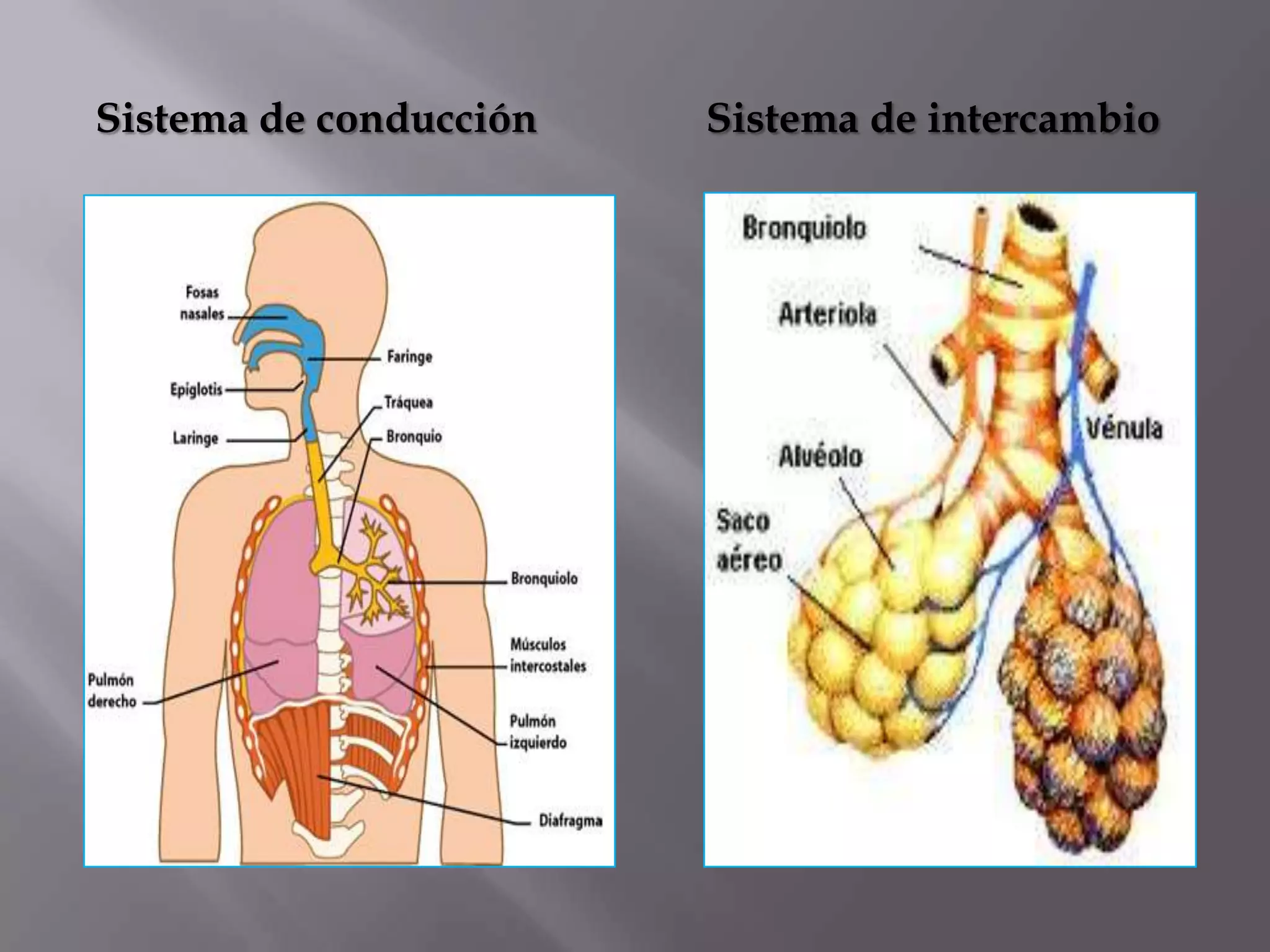 Sistema de conducción Sistema de intercambio
 
