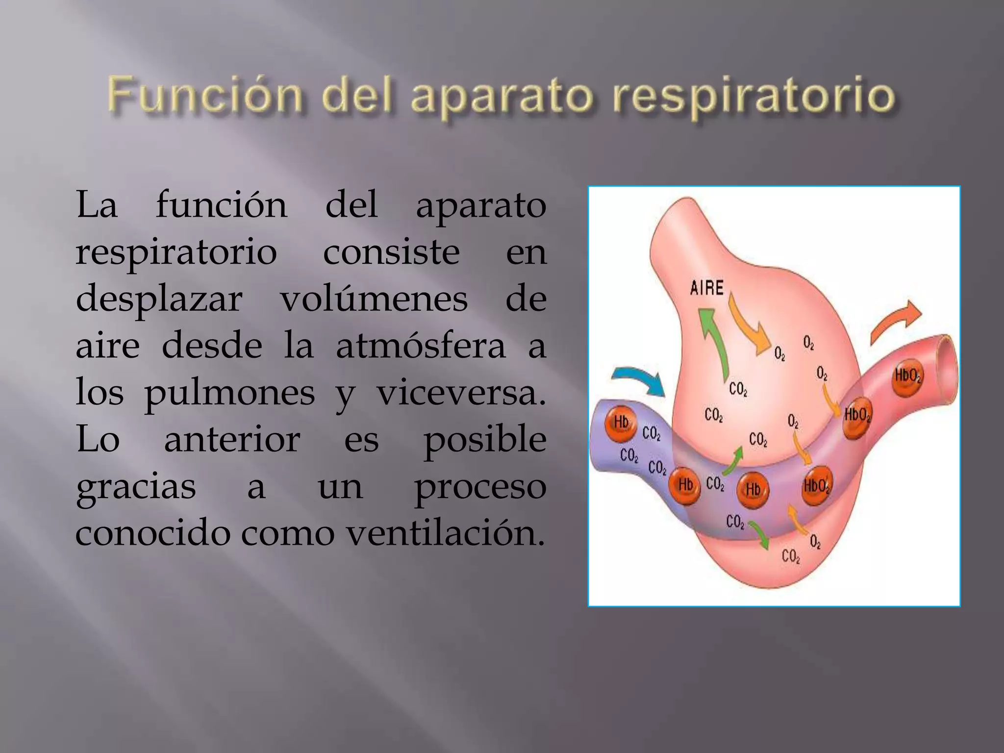 La función del aparato
respiratorio consiste en
desplazar volúmenes de
aire desde la atmósfera a
los pulmones y viceversa.
Lo anterior es posible
gracias a un proceso
conocido como ventilación.
 