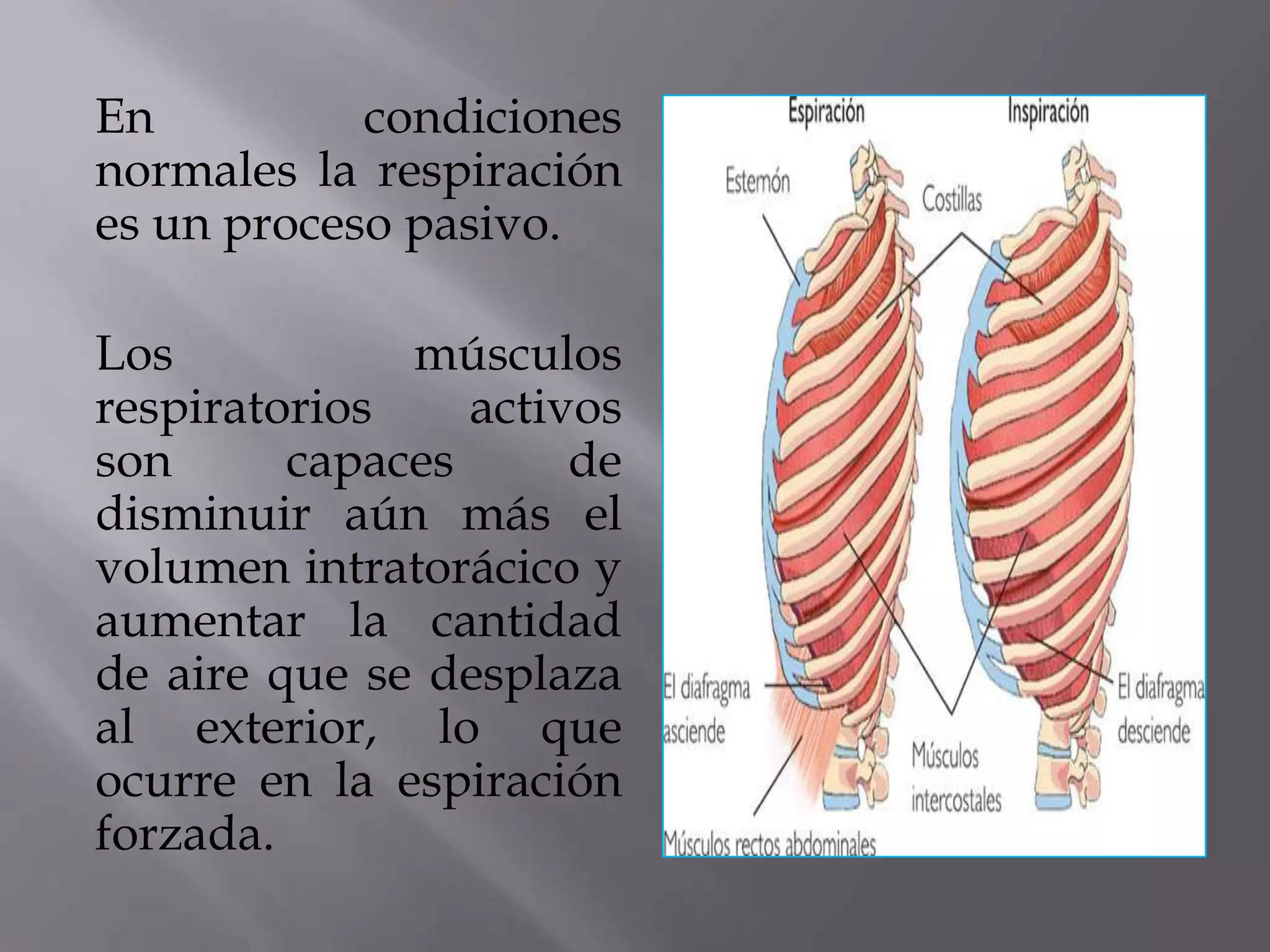 En condiciones
normales la respiración
es un proceso pasivo.
Los músculos
respiratorios activos
son capaces de
disminuir aún más el
volumen intratorácico y
aumentar la cantidad
de aire que se desplaza
al exterior, lo que
ocurre en la espiración
forzada.
 