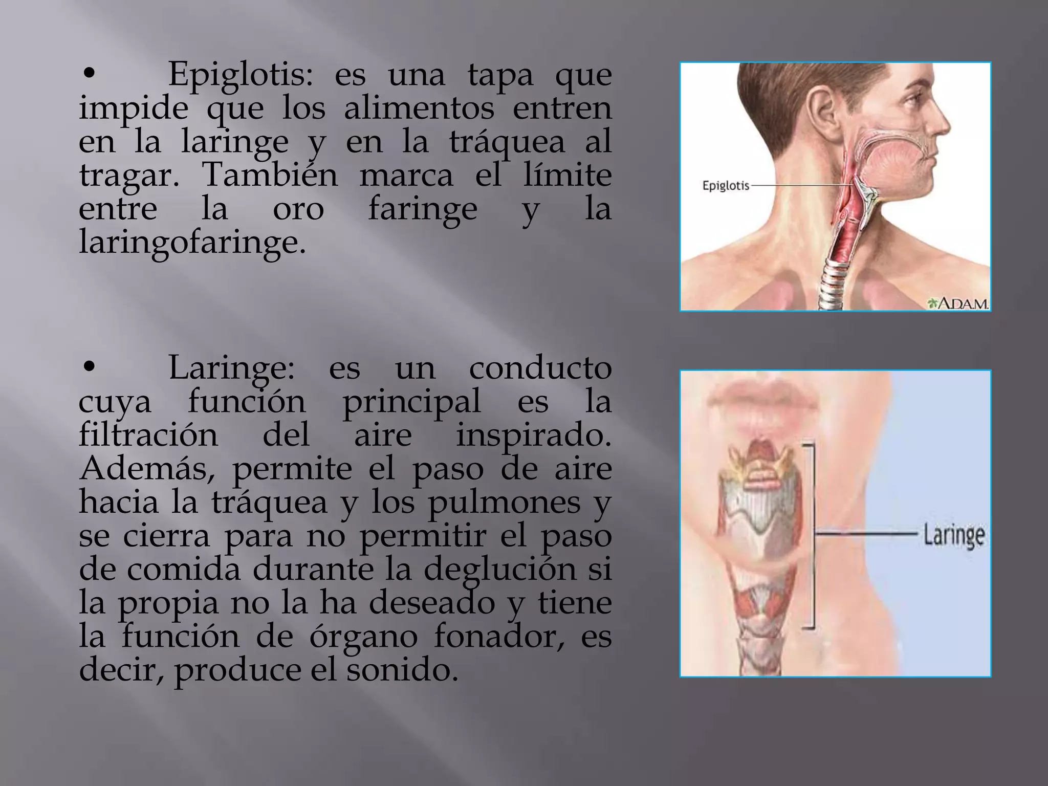 • Epiglotis: es una tapa que
impide que los alimentos entren
en la laringe y en la tráquea al
tragar. También marca el límite
entre la oro faringe y la
laringofaringe.
• Laringe: es un conducto
cuya función principal es la
filtración del aire inspirado.
Además, permite el paso de aire
hacia la tráquea y los pulmones y
se cierra para no permitir el paso
de comida durante la deglución si
la propia no la ha deseado y tiene
la función de órgano fonador, es
decir, produce el sonido.
 