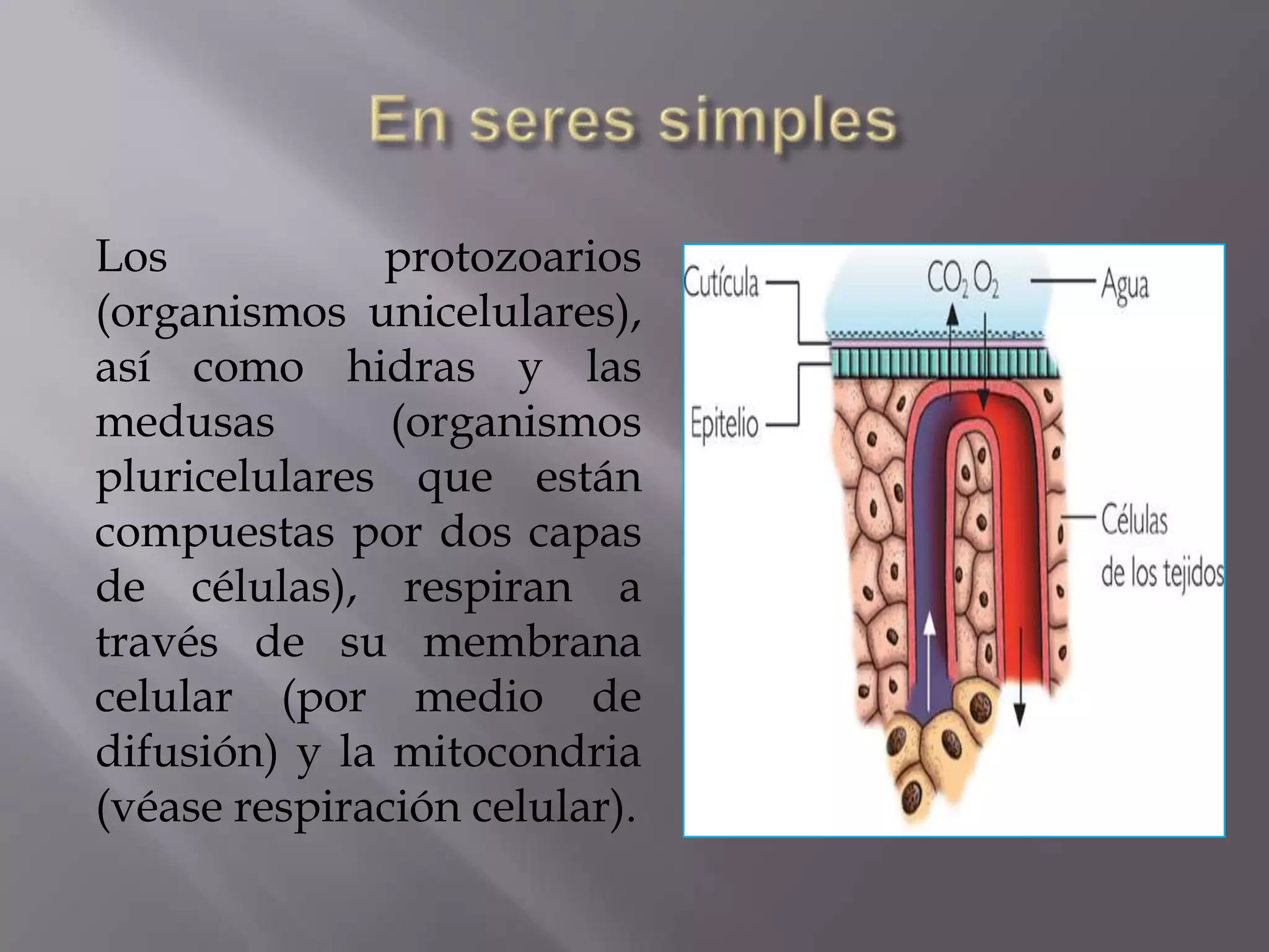 Los protozoarios
(organismos unicelulares),
así como hidras y las
medusas (organismos
pluricelulares que están
compuestas por dos capas
de células), respiran a
través de su membrana
celular (por medio de
difusión) y la mitocondria
(véase respiración celular).
 