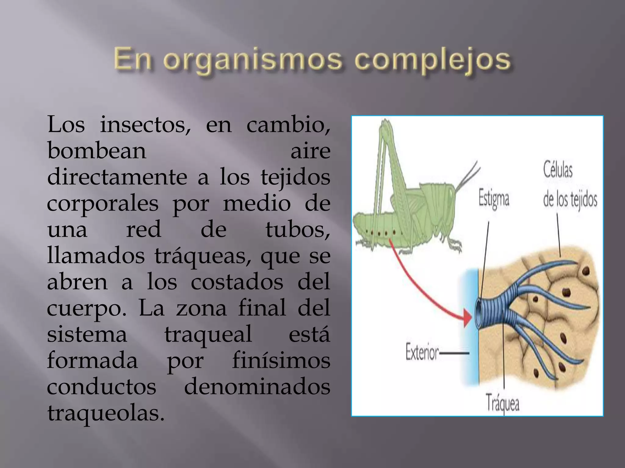 Los insectos, en cambio,
bombean aire
directamente a los tejidos
corporales por medio de
una red de tubos,
llamados tráqueas, que se
abren a los costados del
cuerpo. La zona final del
sistema traqueal está
formada por finísimos
conductos denominados
traqueolas.
 