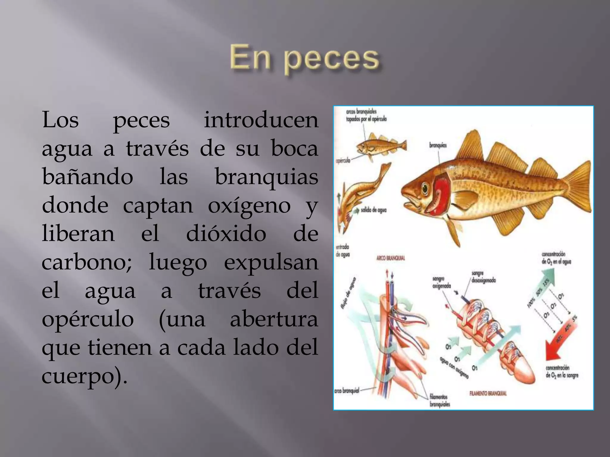 Los peces introducen
agua a través de su boca
bañando las branquias
donde captan oxígeno y
liberan el dióxido de
carbono; luego expulsan
el agua a través del
opérculo (una abertura
que tienen a cada lado del
cuerpo).
 