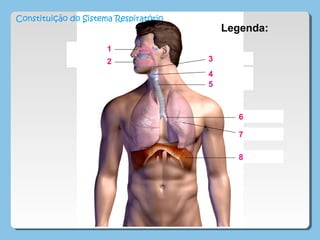 Fossas nasais
Boca Faringe
Laringe
Traqueia
Diafragma
Brônquios
Brônquíolos
1
2 3
4
5
6
7
8
Legenda:
Constituição do Sistema Respiratório
 
