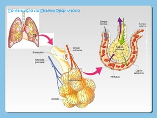 Constituição do Sistema Respiratório
 