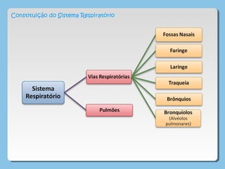 Constituição do Sistema Respiratório
 