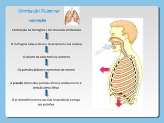 Ventilação Pulmonar
Inspiração
Contracção do diafragma e dos músculos intercostais
O diafragma baixa e dá-se o levantamento das costelas
O volume da caixa torácica aumenta
Os pulmões dilatam e aumentam de volume
A pressão dentro dos pulmões diminui relativamente à
pressão atmosférica
O ar atmosférico entra nas vias respiratórias e chega
aos pulmões
 