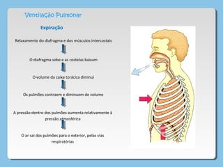 Ventilação Pulmonar
Expiração
Relaxamento do diafragma e dos músculos intercostais
O diafragma sobe e as costelas baixam
O volume da caixa torácica diminui
Os pulmões contraem e diminuem de volume
A pressão dentro dos pulmões aumenta relativamente à
pressão atmosférica
O ar sai dos pulmões para o exterior, pelas vias
respiratórias
 