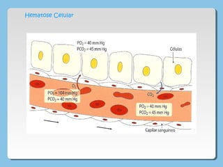 Hematose Celular
 