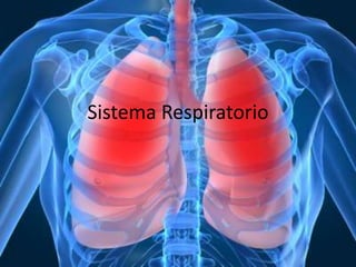 Sistema Respiratorio
 