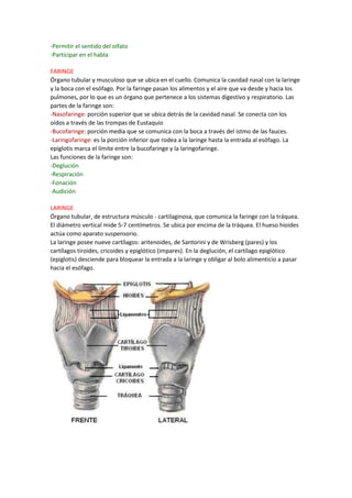 -Permitir el sentido del olfato
-Participar en el habla
FARINGE
Órgano tubular y musculoso que se ubica en el cuello. Comunica la cavidad nasal con la laringe
y la boca con el esófago. Por la faringe pasan los alimentos y el aire que va desde y hacia los
pulmones, por lo que es un órgano que pertenece a los sistemas digestivo y respiratorio. Las
partes de la faringe son:
-Nasofaringe: porción superior que se ubica detrás de la cavidad nasal. Se conecta con los
oídos a través de las trompas de Eustaquio
-Bucofaringe: porción media que se comunica con la boca a través del istmo de las fauces.
-Laringofaringe: es la porción inferior que rodea a la laringe hasta la entrada al esófago. La
epiglotis marca el límite entre la bucofaringe y la laringofaringe.
Las funciones de la faringe son:
-Deglución
-Respiración
-Fonación
-Audición
LARINGE
Órgano tubular, de estructura músculo - cartilaginosa, que comunica la faringe con la tráquea.
El diámetro vertical mide 5-7 centímetros. Se ubica por encima de la tráquea. El hueso hioides
actúa como aparato suspensorio.
La laringe posee nueve cartílagos: aritenoides, de Santorini y de Wrisberg (pares) y los
cartílagos tiroides, cricoides y epiglótico (impares). En la deglución, el cartílago epiglótico
(epiglotis) desciende para bloquear la entrada a la laringe y obligar al bolo alimenticio a pasar
hacia el esófago.
 