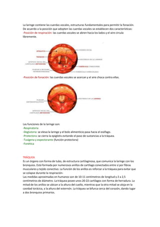 La laringe contiene las cuerdas vocales, estructuras fundamentales para permitir la fonación.
De acuerdo a la posición que adopten las cuerdas vocales se establecen dos características:
-Posición de respiración: las cuerdas vocales se abren hacia los lados y el aire circula
libremente.
-Posición de fonación: las cuerdas vocales se acercan y el aire choca contra ellas.
Las funciones de la laringe son:
-Respiratoria
-Deglutoria: se eleva la laringe y el bolo alimenticio pasa hacia el esófago.
-Protectora: se cierra la epiglotis evitando el paso de sustancias a la tráquea.
-Tusígena y expectorante (función protectora)
-Fonética
TRÁQUEA
Es un órgano con forma de tubo, de estructura cartilaginosa, que comunica la laringe con los
bronquios. Está formada por numerosos anillos de cartílago conectados entre sí por fibras
musculares y tejido conectivo. La función de los anillos es reforzar a la tráquea para evitar que
se colapse durante la respiración-
Las medidas aproximadas en humanos son de 10-11 centímetros de longitud y 2 a 2,5
centímetros de diámetro. La tráquea posee unos 20-22 cartílagos con forma de herradura. La
mitad de los anillos se ubican a la altura del cuello, mientras que la otra mitad se aloja en la
cavidad torácica, a la altura del esternón. La tráquea se bifurca cerca del corazón, dando lugar
a dos bronquios primarios.
 