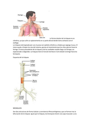 La forma tubular de la tráquea no es
cilíndrica, ya que sufre un aplanamiento en su parte dorsal donde toma contacto con el
esófago.
La tráquea está tapizada por una mucosa con epitelio cilíndrico y ciliado que segrega mucus. El
moco ayuda a limpiar las vías del sistema, gracias al movimiento que los cilios ejercen hacia la
faringe. El moco procedente de la tráquea y de las cavidades nasales llega a la faringe y es
expectorado o deglutido. La tráquea tiene la función de llevar el aire desde la laringe hacia los
bronquios.
Esquema de la tráquea
BRONQUIOS
Son dos estructuras de forma tubular y consistencia fibrocartilaginosa, que se forman tras la
bifurcación de la tráquea. Igual que la tráquea, los bronquios tienen una capa muscular y una
 
