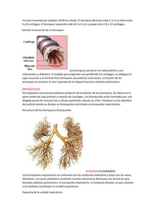 mucosa revestida por epitelio cilíndrico ciliado. El bronquio derecho mide 2-3 cm y tiene entre
6 y 8 cartílagos. El bronquio izquierdo mide de 3 a 5 cm y posee entre 10 y 12 cartílagos.
Sección transversal de un bronquio
Los bronquios penetran en cada pulmón y van
reduciendo su diámetro. A medida que progresan van perdiendo los cartílagos, se adelgaza la
capa muscular y se forman finos bronquios secundarios y terciarios. La función de los
bronquios es conducir el aire inspirado de la tráquea hacia los alvéolos pulmonares.
BRONQUIOLOS
Son pequeñas estructuras tubulares producto de la división de los bronquios. Se ubican en la
parte media de cada pulmón y carecen de cartílagos. Los bronquiolos están formados por una
delgada pared de músculo liso y células epiteliales cúbicas sin cilios. Penetran en los lobulillos
del pulmón donde se dividen en bronquiolos terminales y bronquiolos respiratorios.
Estructura de los bronquios y bronquiolos
ALVÉOLOS PULMONARES
Los bronquiolos respiratorios se continúan con los conductos alveolares y estos con los sacos
alveolares. Los sacos alveolares contienen muchas estructuras diminutas con forma de saco
llamadas alvéolos pulmonares. El bronquiolo respiratorio, el conducto alveolar, el saco alveolar
y los alvéolos constituyen la unidad respiratoria.
Esquema de la unidad respiratoria
 