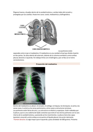 Órganos huecos, situados dentro de la cavidad torácica, a ambos lados del corazón y
protegidos por las costillas. Posee tres caras: costal, mediastínica y diafragmática.
Los pulmones están
separados entre sí por el mediastino. El mediastino es una cavidad virtual que divide el pecho
en dos partes. Se ubica detrás del esternón, delante de la columna vertebral y entre ambas
pleuras derecha e izquierda. Por debajo limita con el diafragma y por arriba con el istmo
cervicotorácico.
Proyección del mediastino
Dentro del mediastino se ubican: el corazón, el esófago, la tráquea, los bronquios, la aorta y las
venas cavas, la arteria y las venas pulmonares y otros vasos y estructuras nerviosas.
Los pulmones están llenos de aire, y su estructura es elástica y esponjosa. Están rodeados por
la pleura, que es una cubierta de tejido conectivo que evita el roce de los pulmones con la cara
interna de la cavidad torácica, suavizando así los movimientos. La pleura tiene dos capas
(parietal y visceral) y entre ambas se encuentra el líquido pleural, de acción lubricante.
-Pulmón derecho: es algo mayor que el izquierdo y pesa alrededor de 600 gramos. Presenta
 