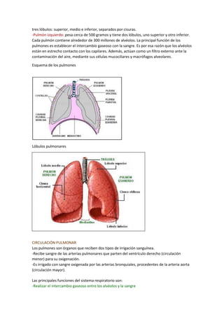 tres lóbulos: superior, medio e inferior, separados por cisuras.
-Pulmón izquierdo: pesa cerca de 500 gramos y tiene dos lóbulos, uno superior y otro inferior.
Cada pulmón contiene alrededor de 300 millones de alvéolos. La principal función de los
pulmones es establecer el intercambio gaseoso con la sangre. Es por esa razón que los alvéolos
están en estrecho contacto con los capilares. Además, actúan como un filtro externo ante la
contaminación del aire, mediante sus células mucociliares y macrófagos alveolares.
Esquema de los pulmones
Lóbulos pulmonares
CIRCULACIÓN PULMONAR
Los pulmones son órganos que reciben dos tipos de irrigación sanguínea.
-Recibe sangre de las arterias pulmonares que parten del ventrículo derecho (circulación
menor) para su oxigenación.
-Es irrigado con sangre oxigenada por las arterias bronquiales, procedentes de la arteria aorta
(circulación mayor).
Las principales funciones del sistema respiratorio son:
-Realizar el intercambio gaseoso entre los alvéolos y la sangre
 
