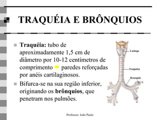 Professor: João Paulo
TRAQUÉIA E BRÔNQUIOS
 Traquéia: tubo de
aproximadamente 1,5 cm de
diâmetro por 10-12 centímetros de
comprimento  paredes reforçadas
por anéis cartilaginosos.
 Bifurca-se na sua região inferior,
originando os brônquios, que
penetram nos pulmões.
 